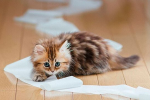 Як навчити кішку до лотка і відлуння кричати де? Як навчити кішку до лотка і відлуння кричати де?